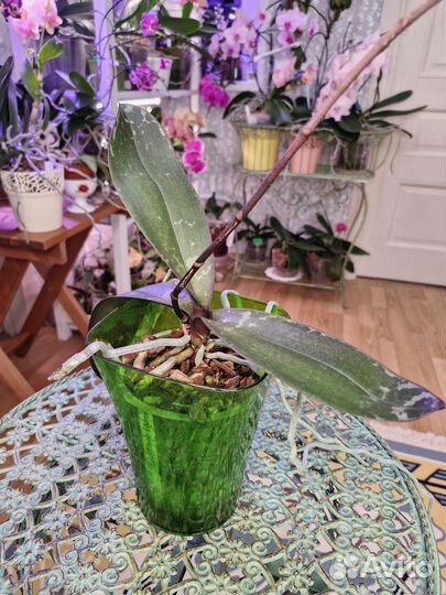 Орхидея фаленопсис 