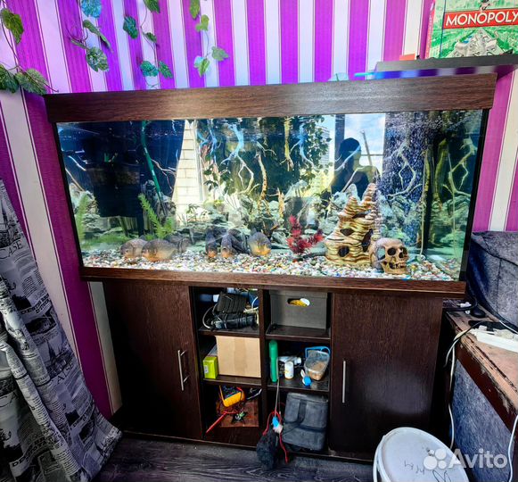 Аквариум 600 литров с пираньями и сомами