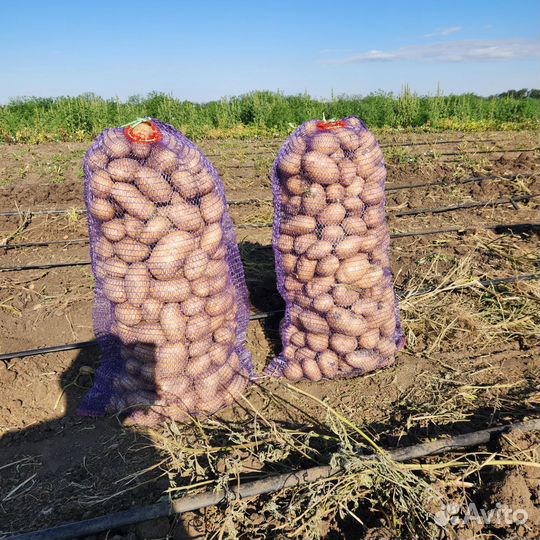 Лук фиолетовый, жёлтый, картофель