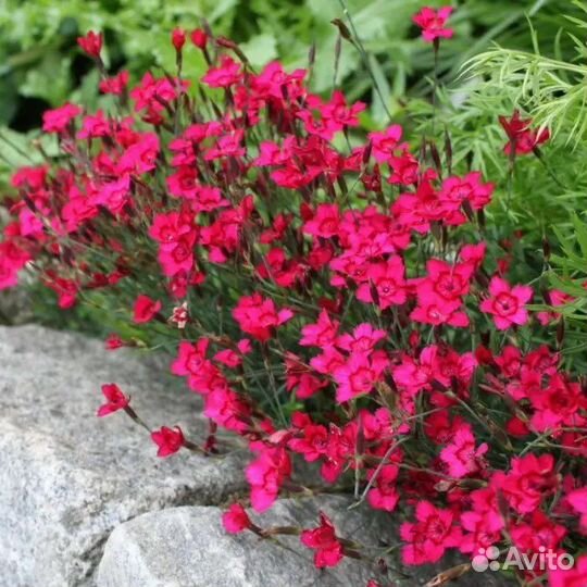 Гвоздика травянка почвопокровная