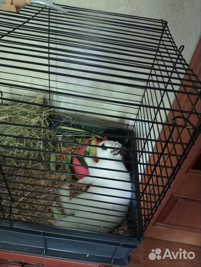 Отдадим кролика в добрые руки