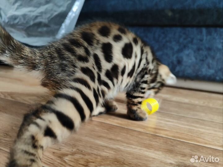 Бенгальские котята от чистокровных бенгалов