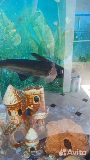 Отдам в добрые руки сом акулий