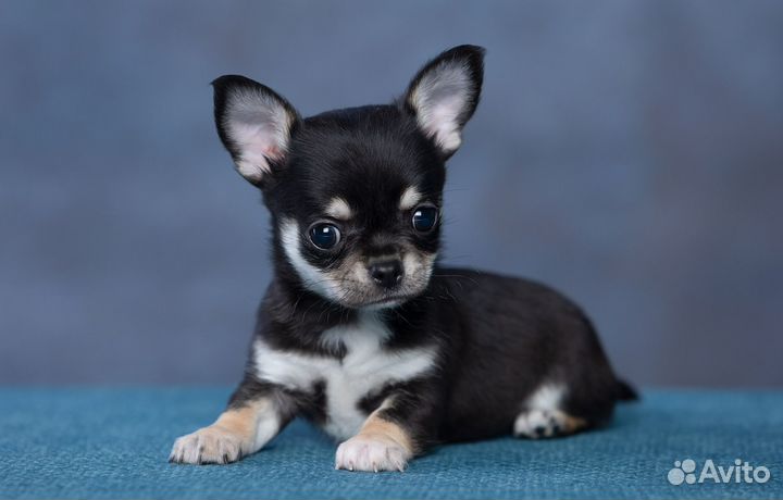 Чихуахуа мальчик