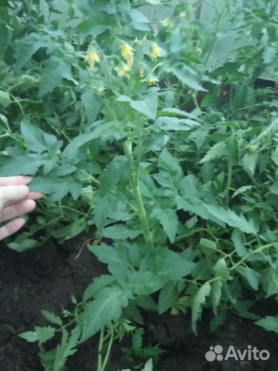 Рассада помидоров томатов