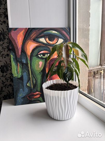 Манговое дерево