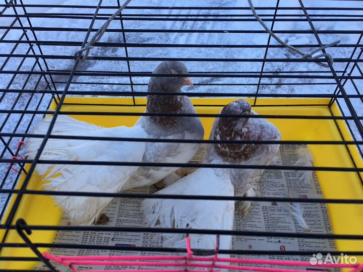 Продам статных голубей