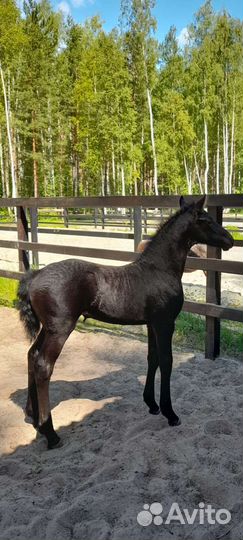 Фризская лошадь