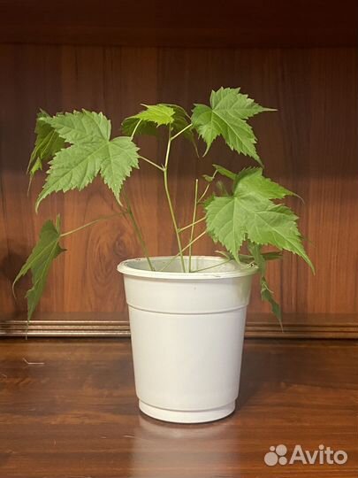 Клен комнатный абутилон