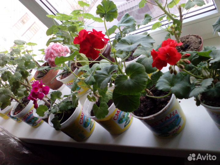 Алоэ 1, 3, 4 года, герань, денежное дерево