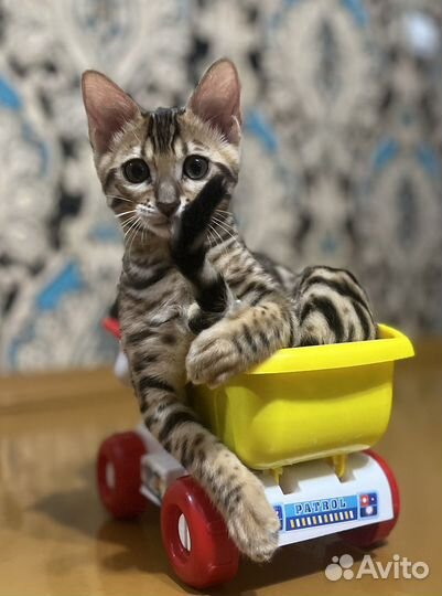 Бенгальские котята