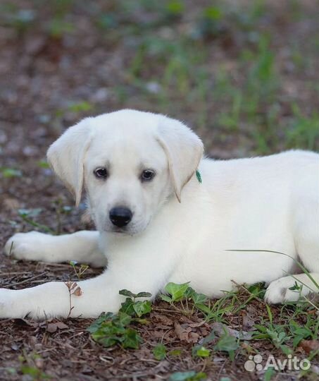 Бесплатно щенок