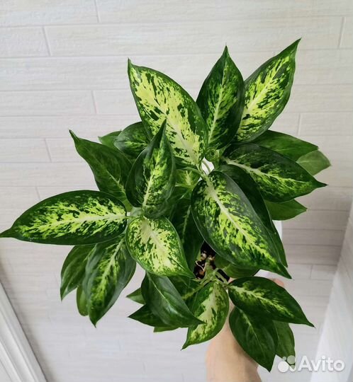 Диффенбахия Amy