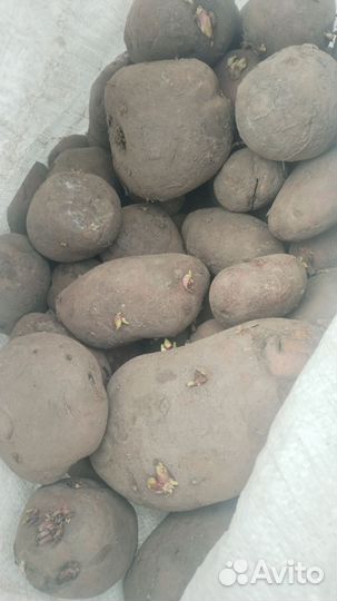 Картофель с доставкой