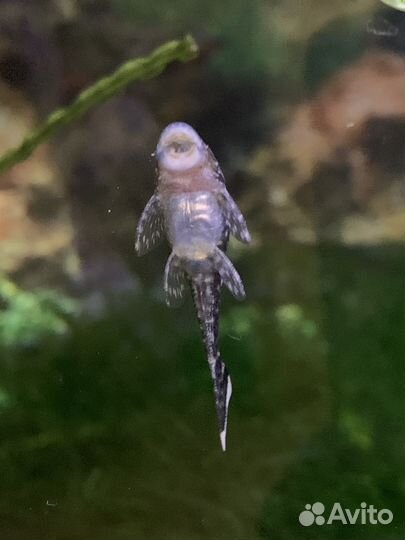 Сомики Анциструсы