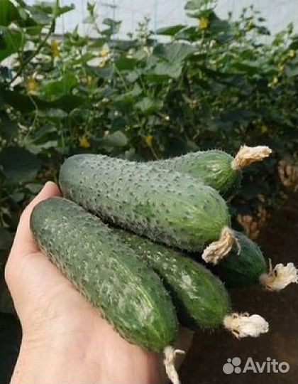 Семена Проф. огурца SV4097 F1