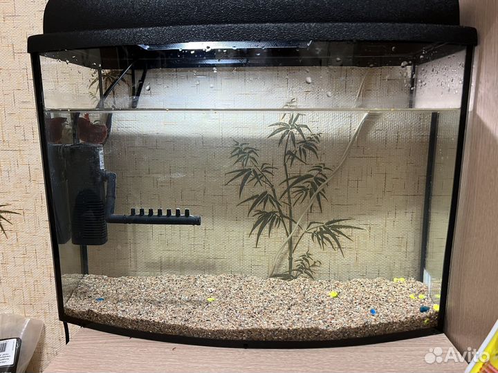 Аквариум с рыбкой петушок