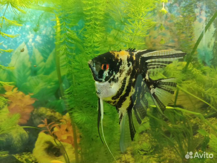 Аквариум с рыбками