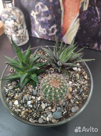 Флорариум с суккулентами (диаметр 19см)