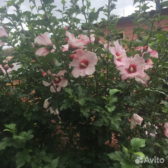 Гибискус сирийский