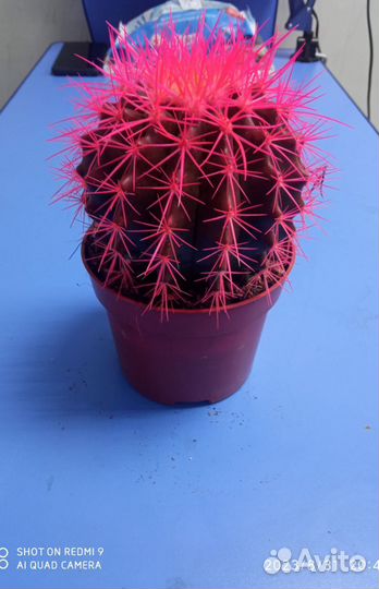 Разноцветные Кактусы