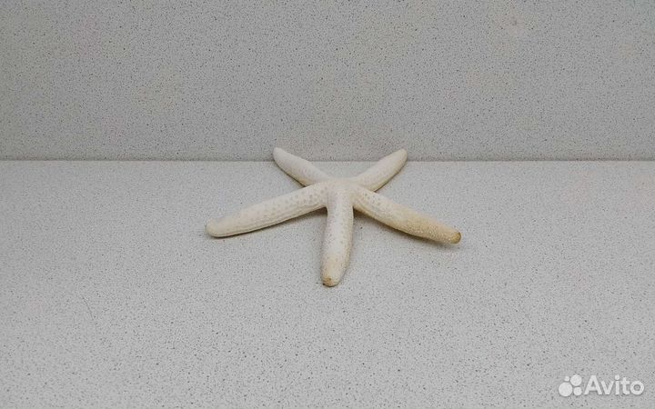 Звезда белая 14 морская ракушка раковина