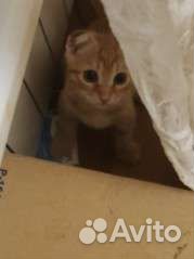 Кот в дар