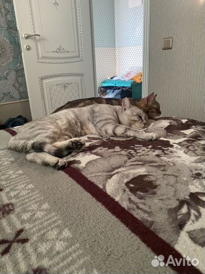 Кот британец