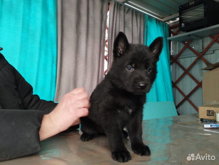 Щенки РКФ но