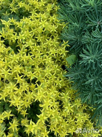 Многолетки: хоста, очитки, вербейник, молодила