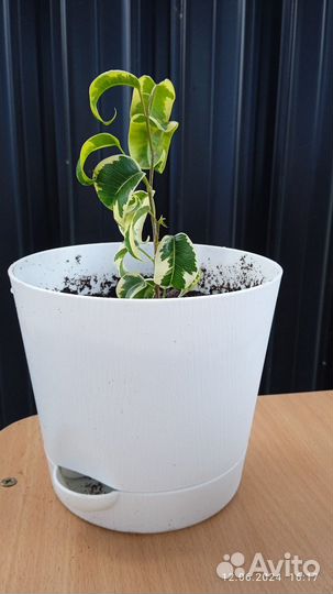 Фикус Бенджамина Ирен