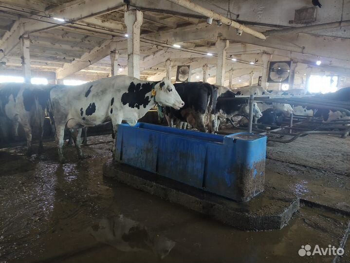 Поилка для крс пластиковая