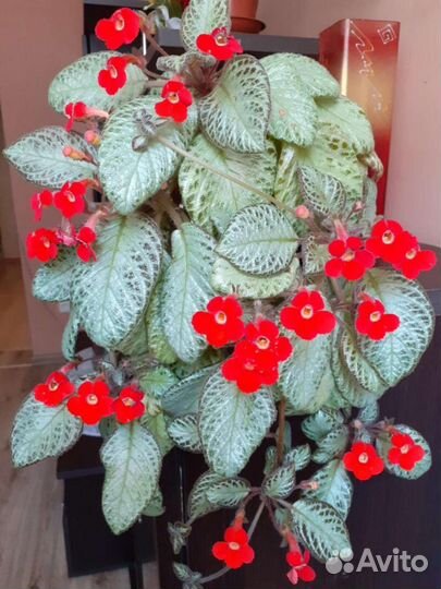 Эписция черенки