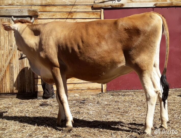 Нетель джерсейской породы