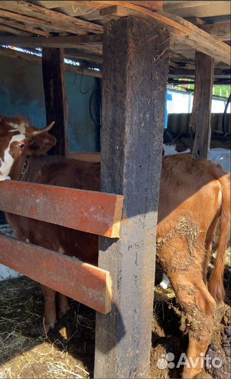 Корова,бычки