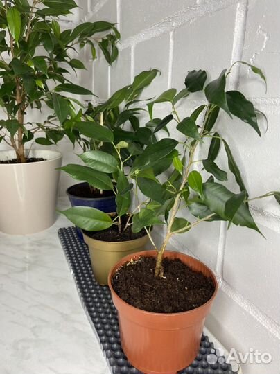 Фикус бенджамина