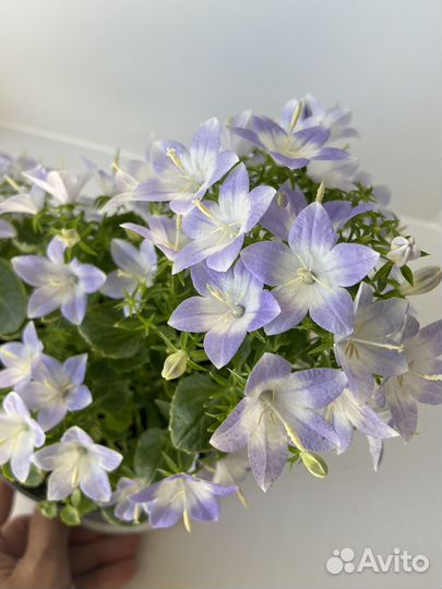 Кампанула жених и невеста