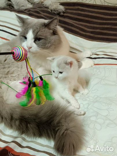 Котики рэгдолл