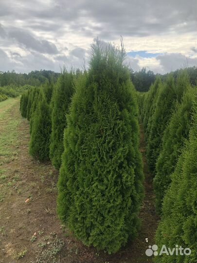 Туя западная Смарагд