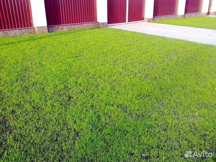 Газон посевной