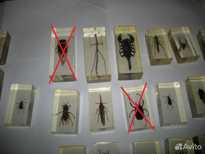 Насекомые в стекле самовывоз