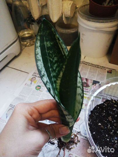 Сансевиерия уитни