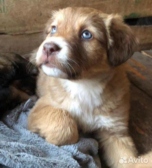 Активная девочка, метис овчарок