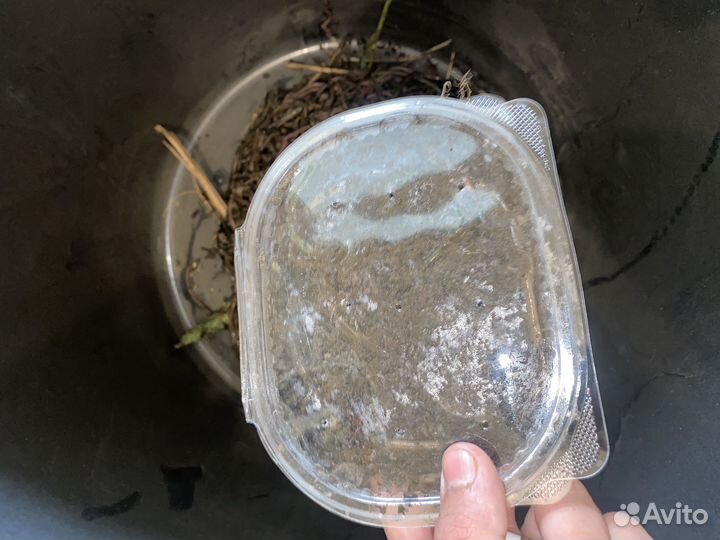 Черви зеленые