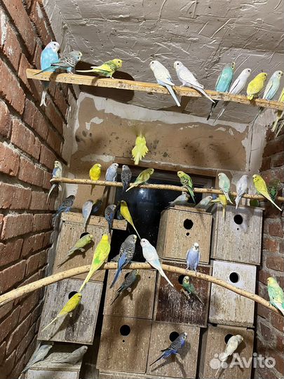 Волнистый попугай