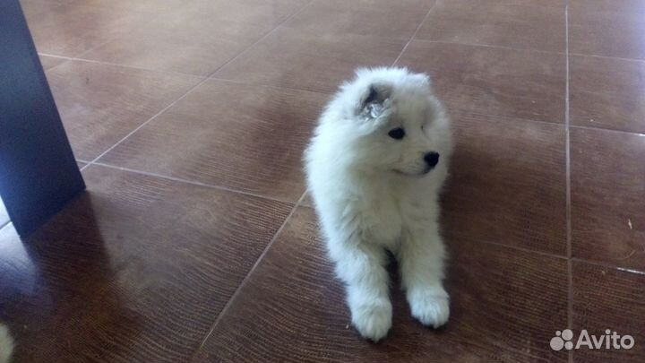 Породные щенки самоеда - современный медвежий тип