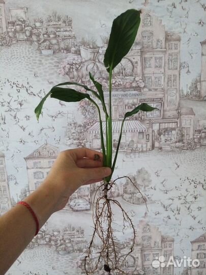 Спатифиллум