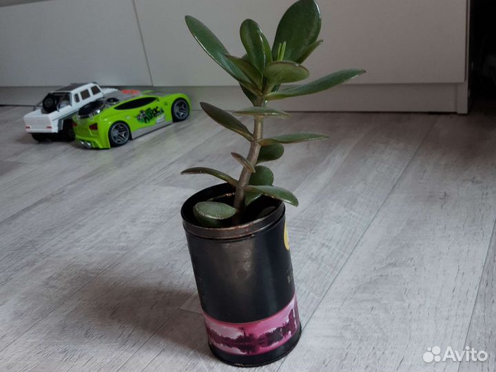 Толстянка(денежное дерево)