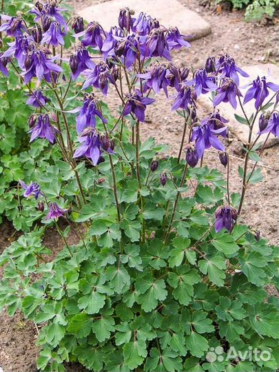 Цветы для дачи