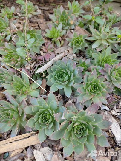 Молодило (Каменная роза)